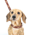 Load image into Gallery viewer, Cream dachshund wearing the DoxieFlex waterproof Biothane collar with dachshund print.
