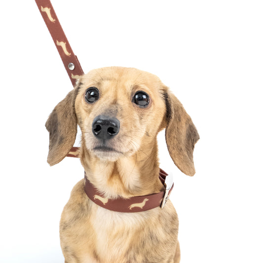 Cream dachshund wearing the DoxieFlex waterproof Biothane collar with dachshund print.
