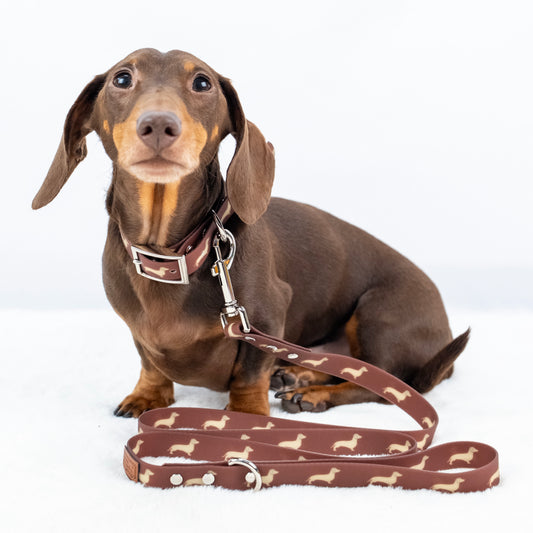 Chocolate and tan dachshund wearing the DoxieFlex Biothane waterproof lead.