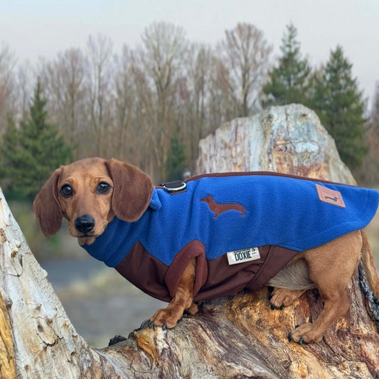 Dachshund wearing a blue and brown DoxieDri waterproof fleece jumper outdoors, showing the long back fit and chest coverage