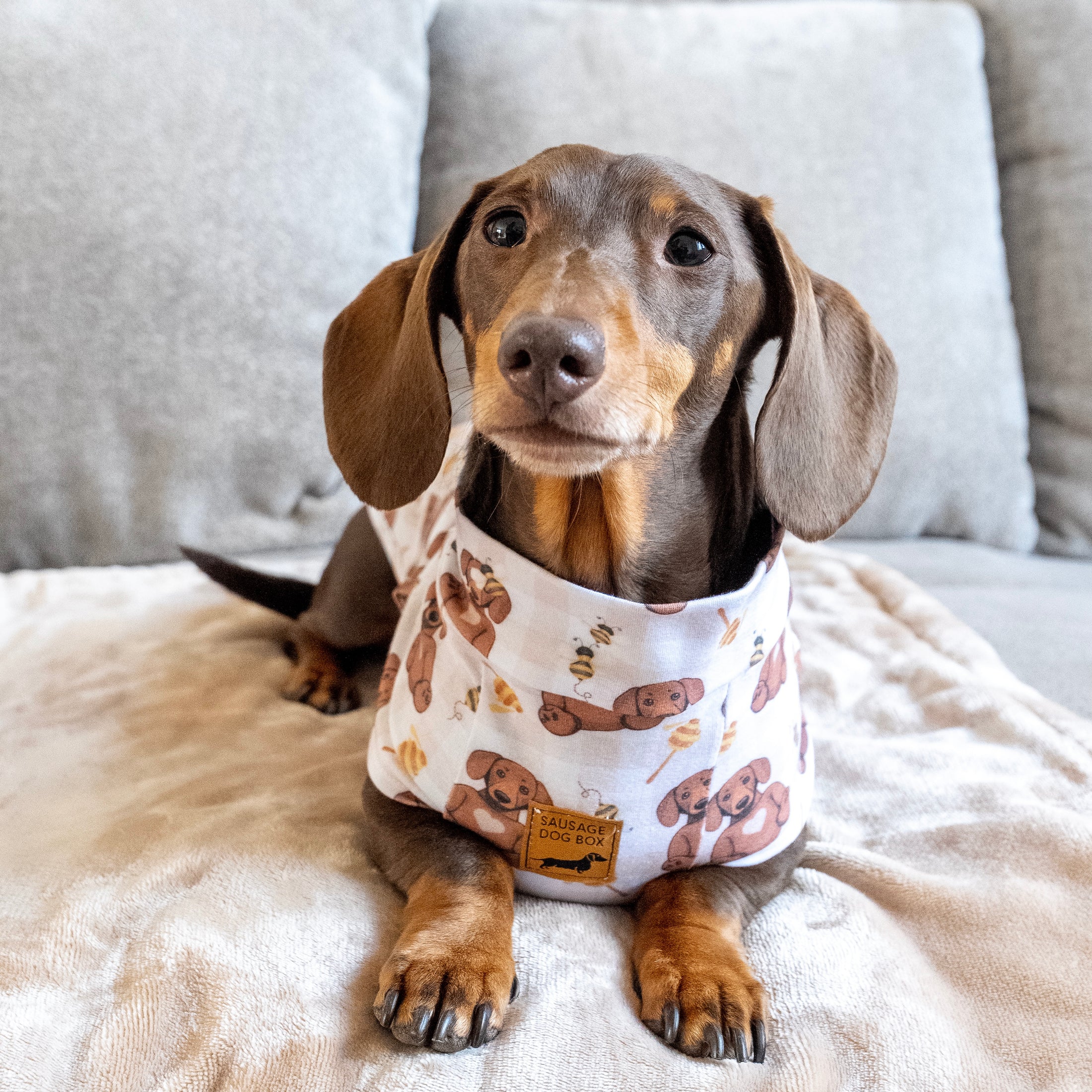 Chocolate dachshund dog wearing Honey Bear sausage dog pyjamas.