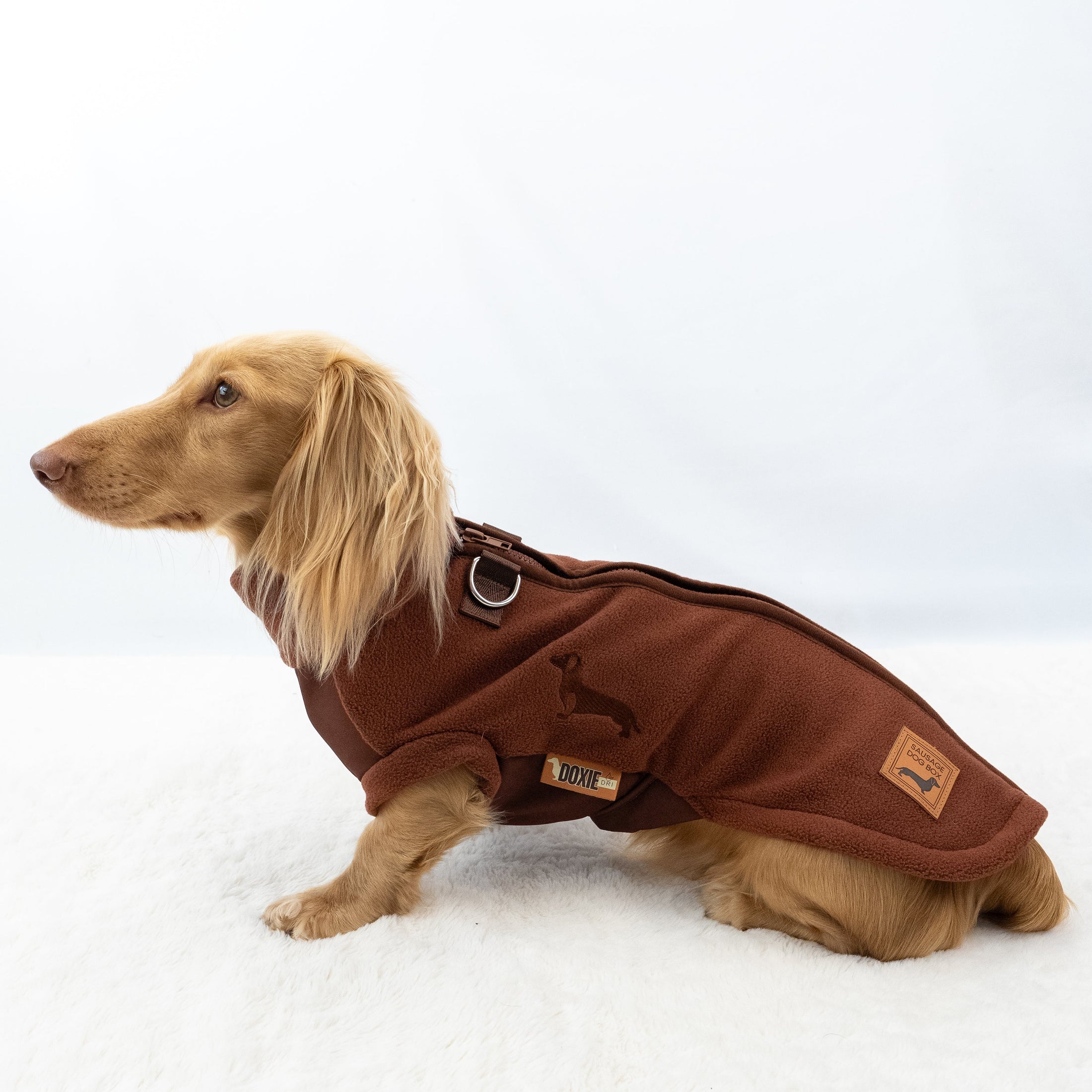 Long haired Dachshund wearing a brown DoxieDri harness fleece with reinforced lead attachment