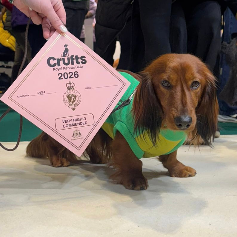 Champion Pup DoxieDri special edition dachshund harness fleece displayed at Crufts.