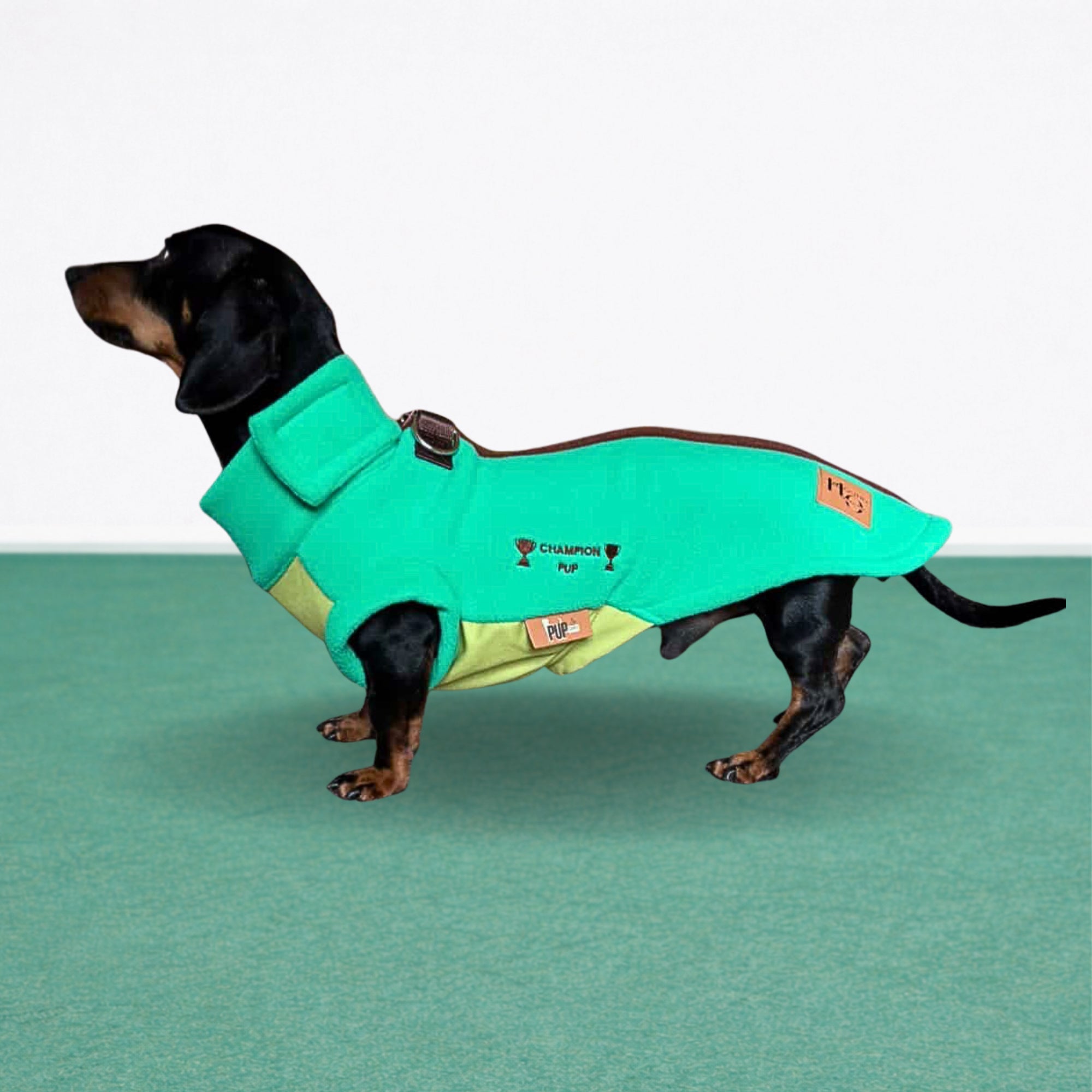 Black and tan dachshund wearing the Champion Pup DoxieDri waterproof harness fleece with zip-back design.
