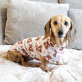 Load image into Gallery viewer, Cream dachshund wearing Honey Bear sausage dog pyjamas.
