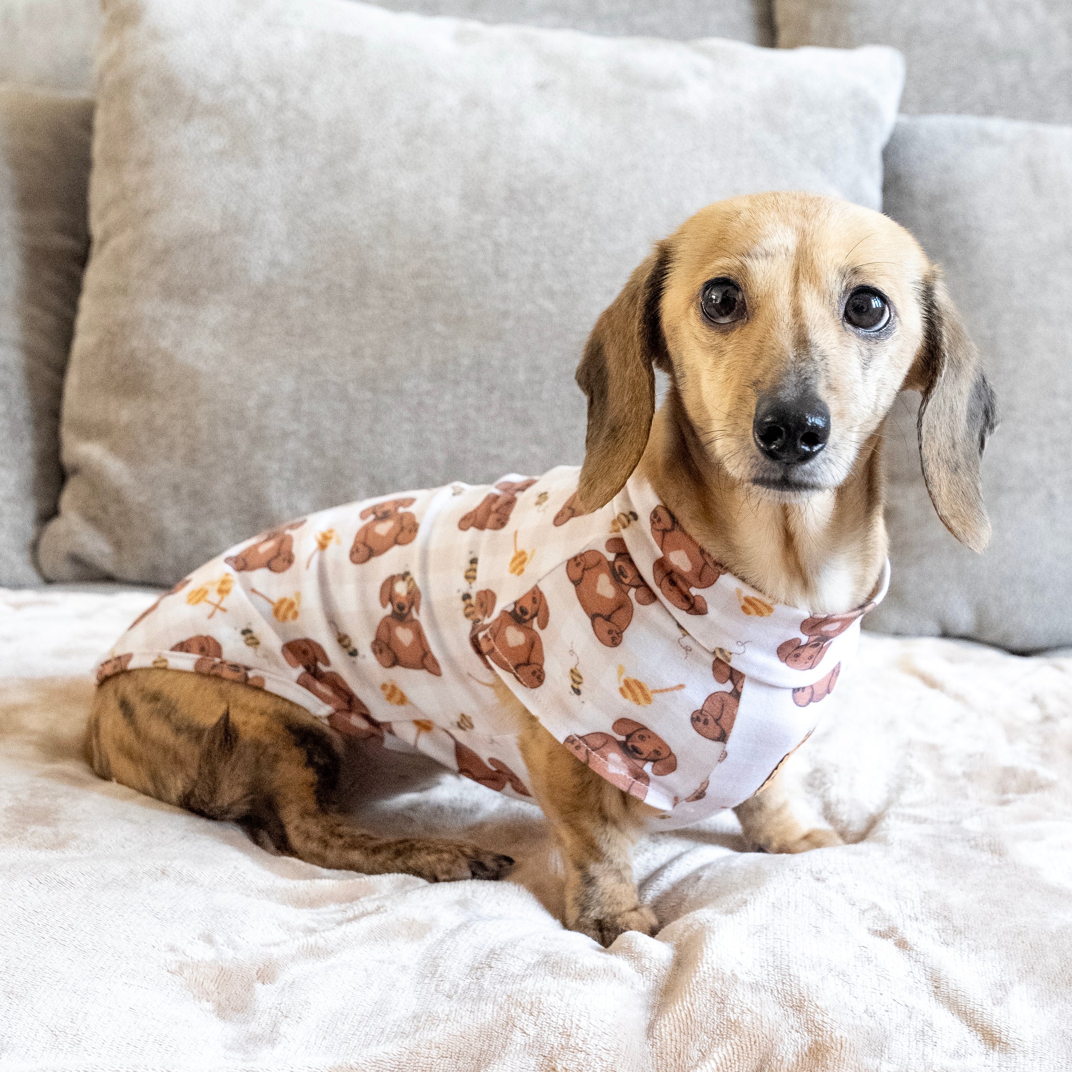 Cream dachshund wearing Honey Bear sausage dog pyjamas.