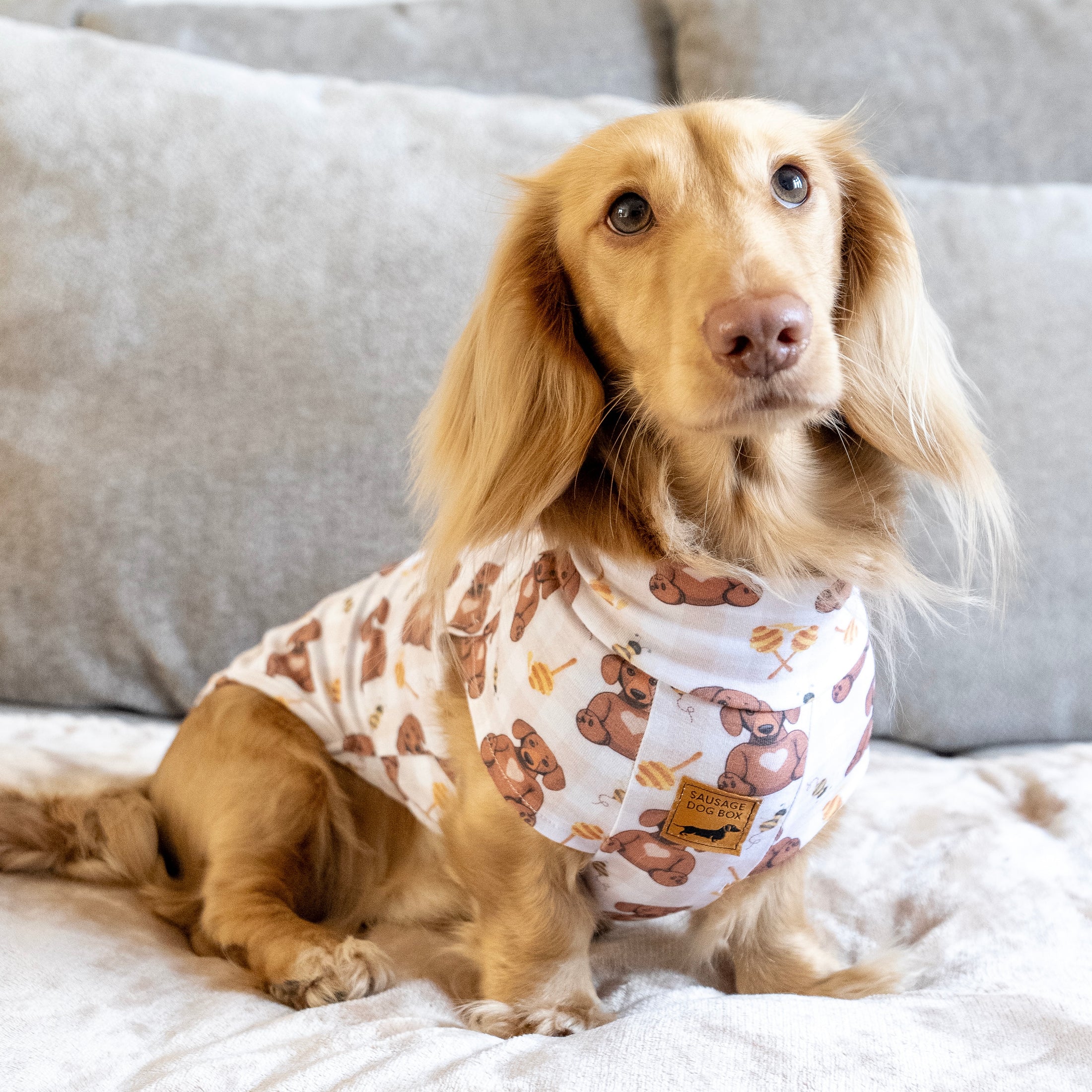 Cream dachshund relaxing in Honey Bear dachshund pyjamas.