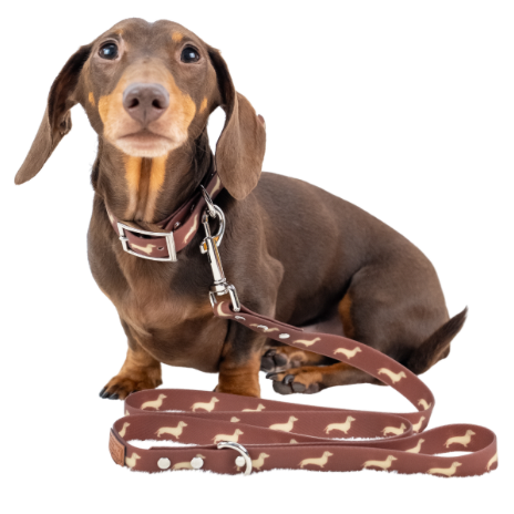 Accessories for dachshunds including collars, leads and walking essentials