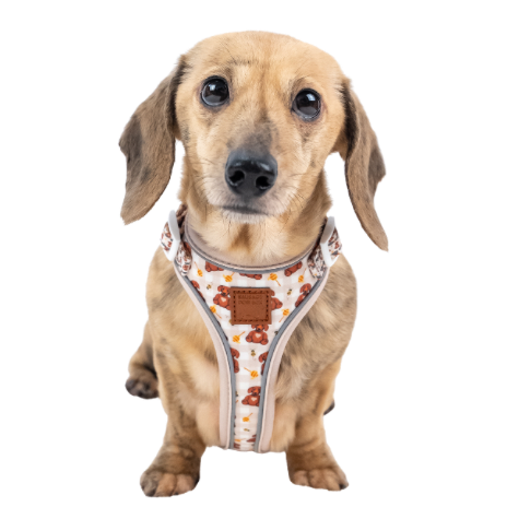 Dachshund harnesses designed exclusively for miniature and standard dachshunds