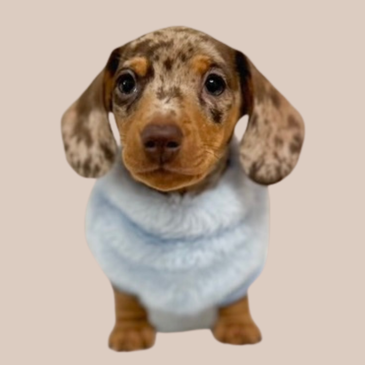 Dachshund puppy essentials collection for miniature dachshund puppies including clothing, harnesses and accessories.
