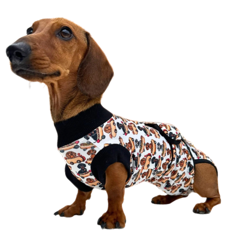 Recovery suits for dachshunds after surgery and injury