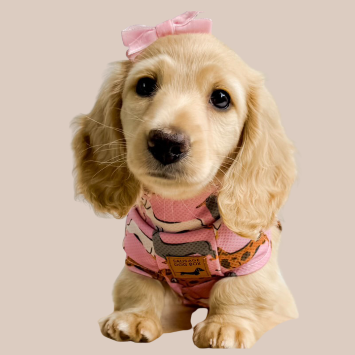 Dachshund clothing for allergies and sensitive skin, including soft anti-rub garments and harnesses.