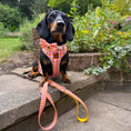 Load image into Gallery viewer, Black and tan dachshund wearing the Tutti Fruitti DoxieLite harness with matching lead
