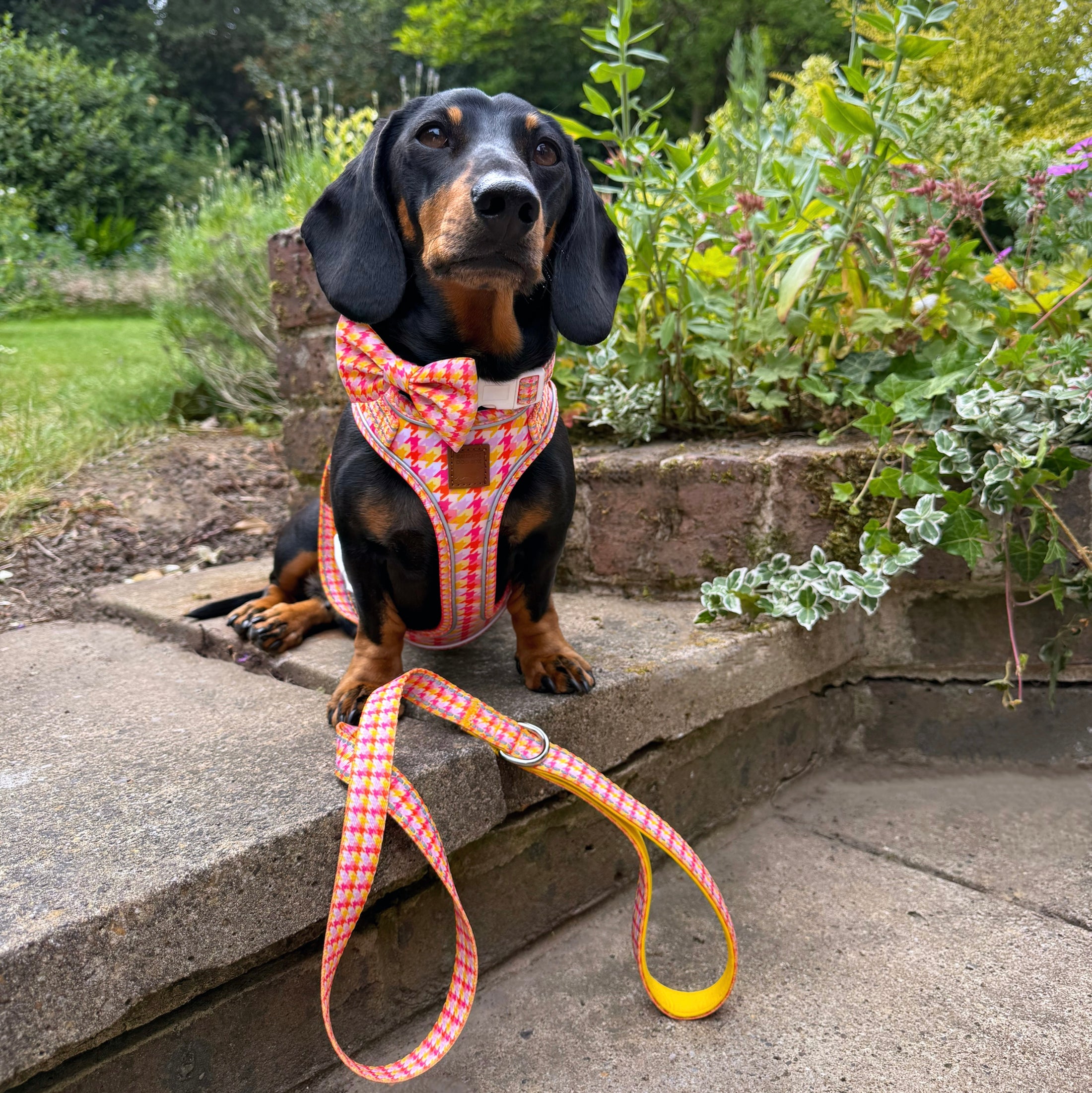 Black and tan dachshund wearing the Tutti Fruitti DoxieLite harness with matching lead