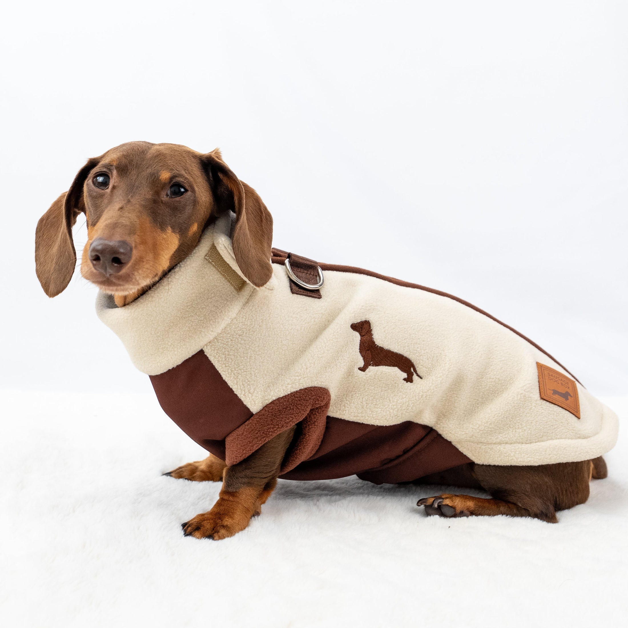 Miniature Brown Dachshund wearing a cream and brown DoxieDri fleece jumper with waterproof chest and belly panel