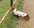 Load image into Gallery viewer, Standard Dachshund outdoors wearing a cream and brown DoxieDri waterproof harness fleece jumper
