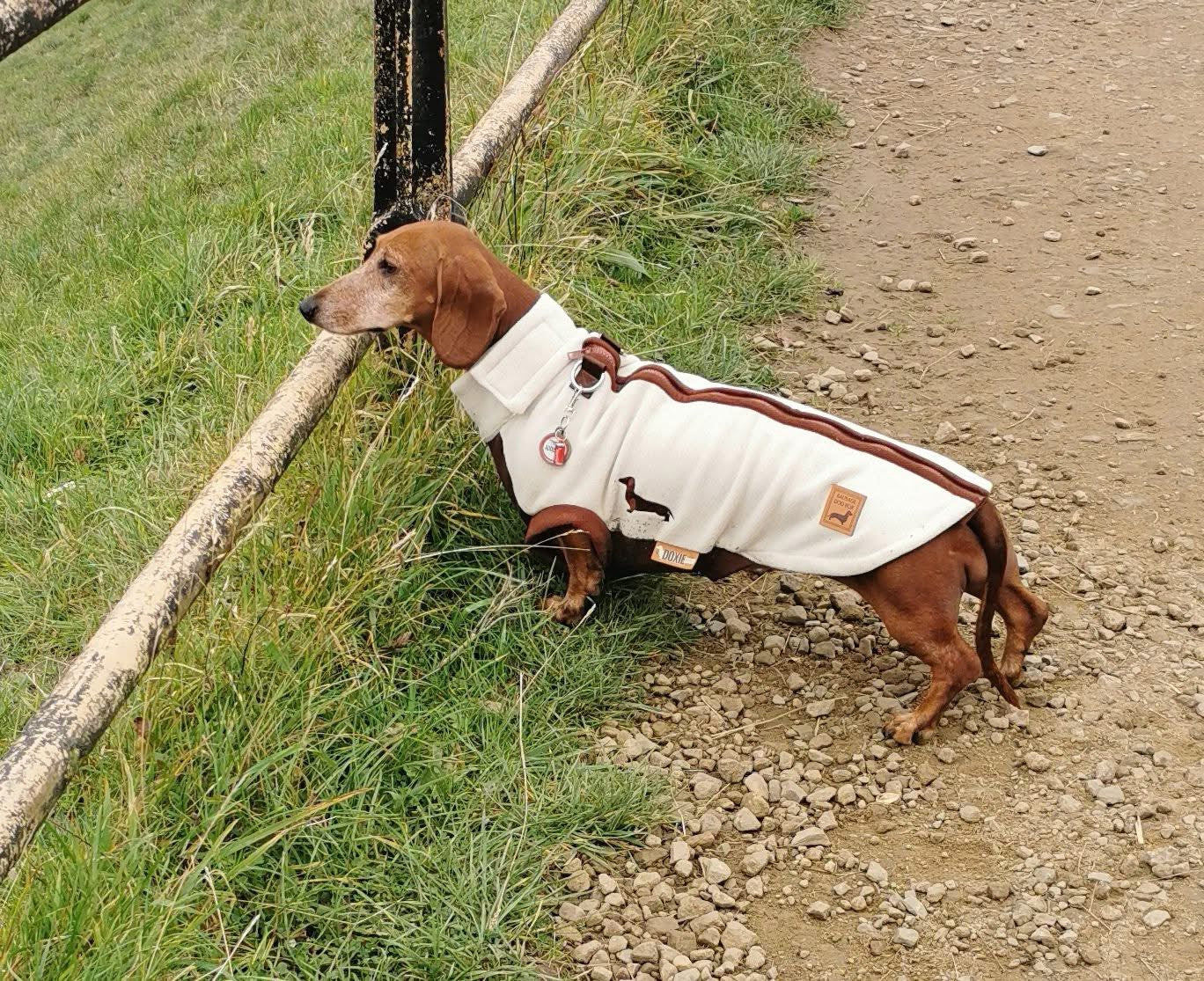 Standard Dachshund outdoors wearing a cream and brown DoxieDri waterproof harness fleece jumper
