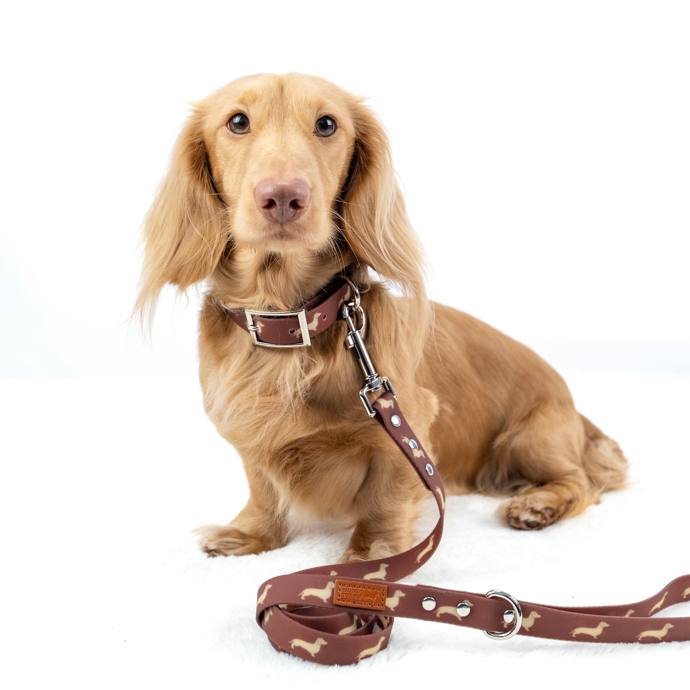 Cream dachshund wearing the matching DoxieFlex Biothane dachshund collar and lead.