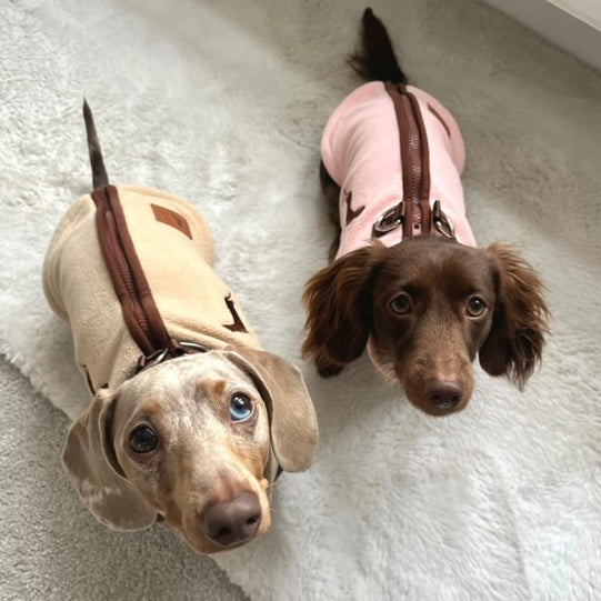 Strawberry Truffle DoxieDri Sausage Dog Harness Jumper