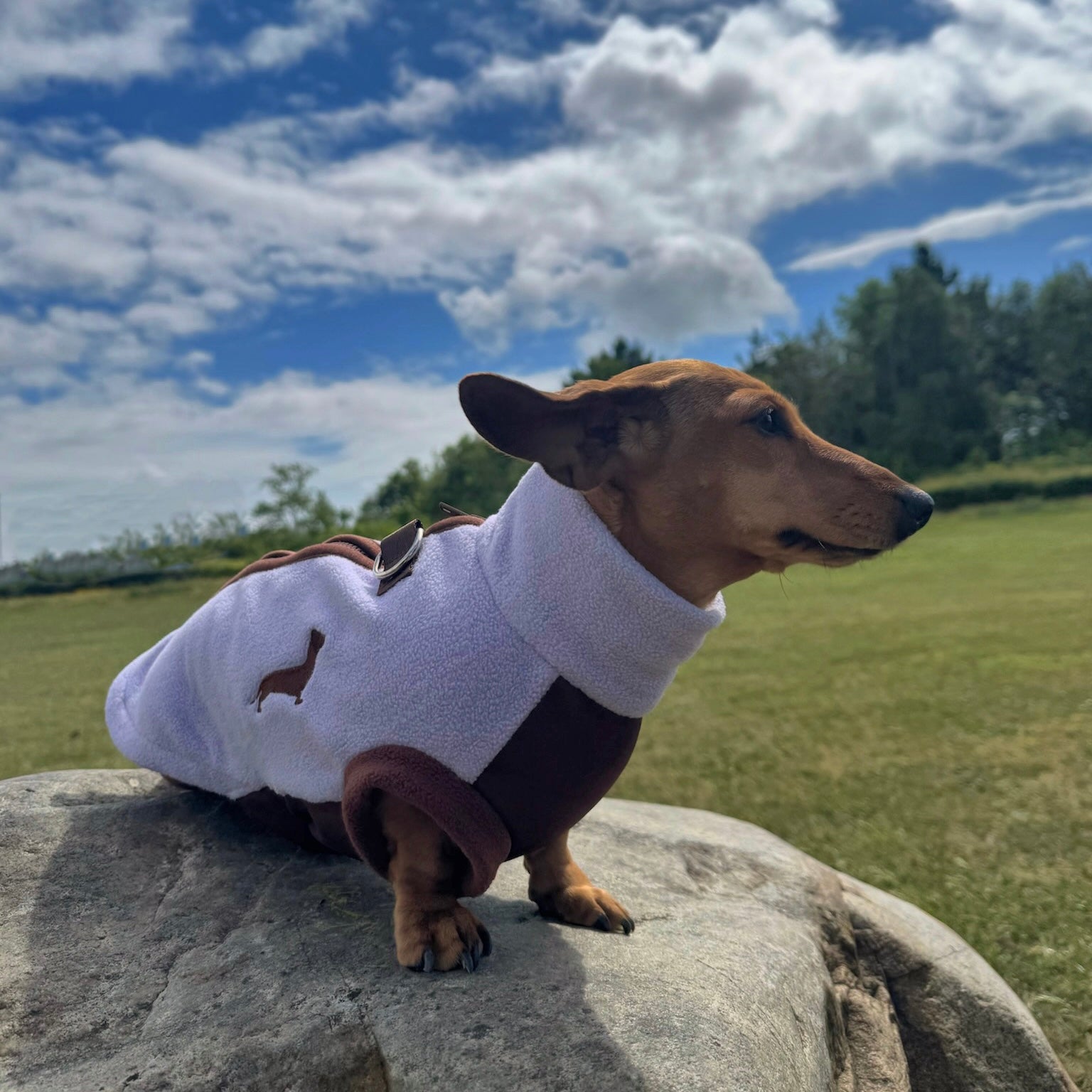 Lavender Fields Waterproof Dachshund Harness Fleece | Sausage Dog Box DoxieDri