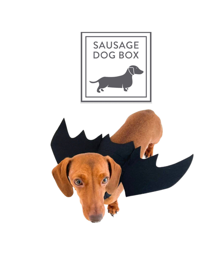 CLEARANCE - Sausage Dog Box Halloween Bat Outfit