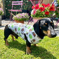 Load image into Gallery viewer, I LOVE BALLS DoxieCool Dachshund Cooling Tee Vest +30 Protection
