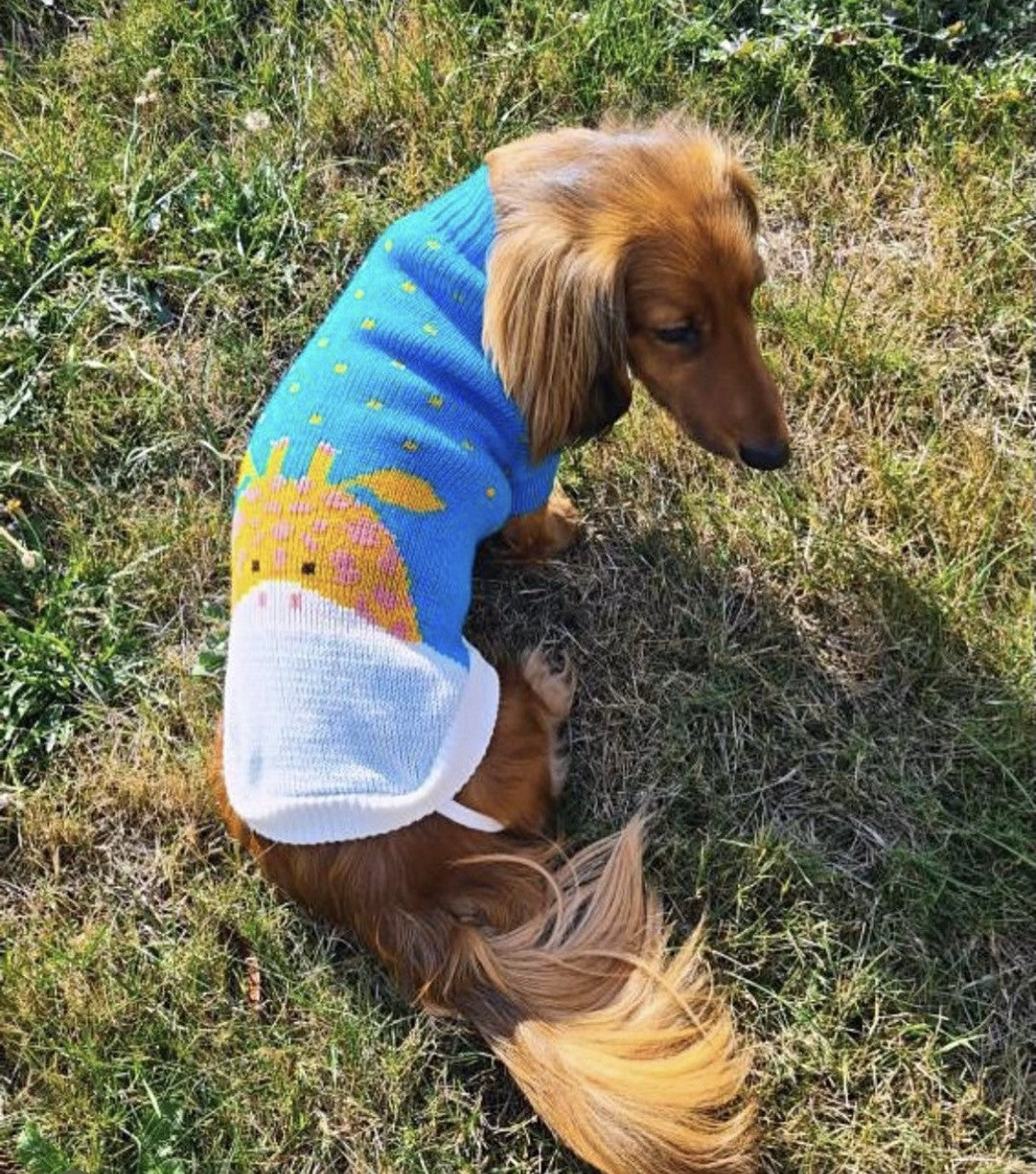 Sausage Dog Box Dachshund Giraffe Jumper