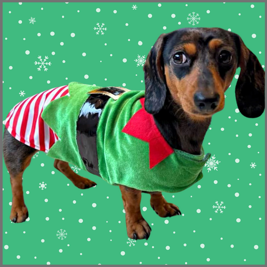 Sausage Dog Box Christmas Elf Outfit