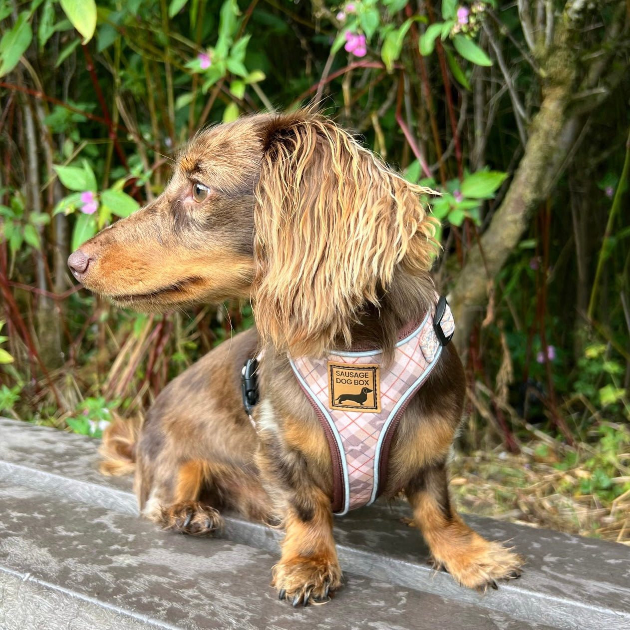 Chestnut Plaid DoxieLite Adjustable Dachshund Harness