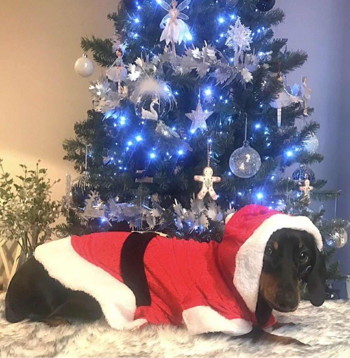 Sausage Dog Box Christmas Santa Outfit with Belt