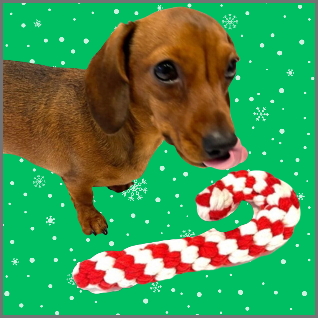 Sausage Dog Box Christmas Candy Cane Rope Toy