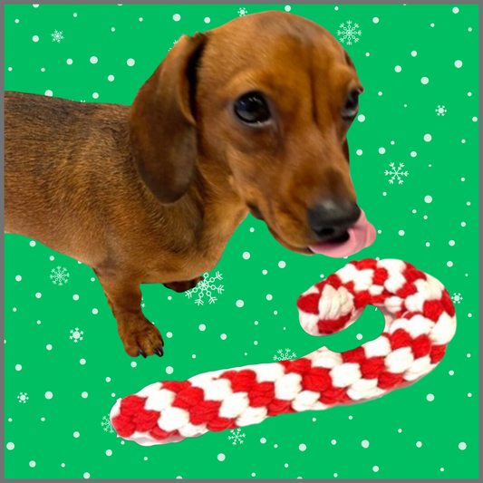 Sausage Dog Box Christmas Candy Cane Rope Toy