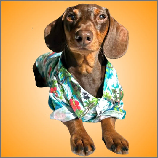 CLEARANCE - Sausage Dog Box Dachshund Hawaiian Shirt - Red Flower