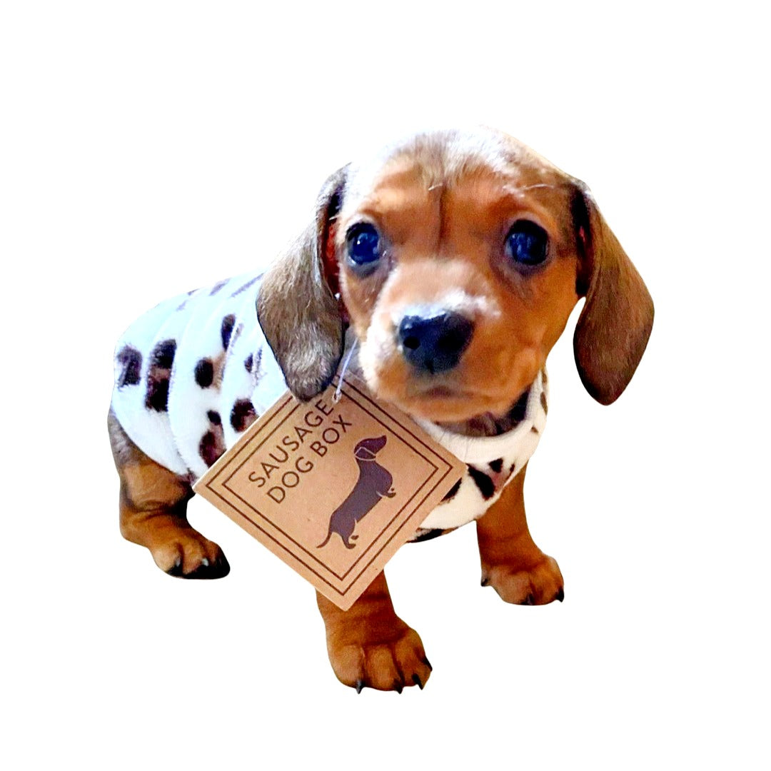 Sausage Dog Box, Dachshund Leopard Cute Cosy Dachshund PJ's Jumper