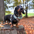 Load image into Gallery viewer, Woodland Weens Christmas Dachshund Sailor Bow Tie
