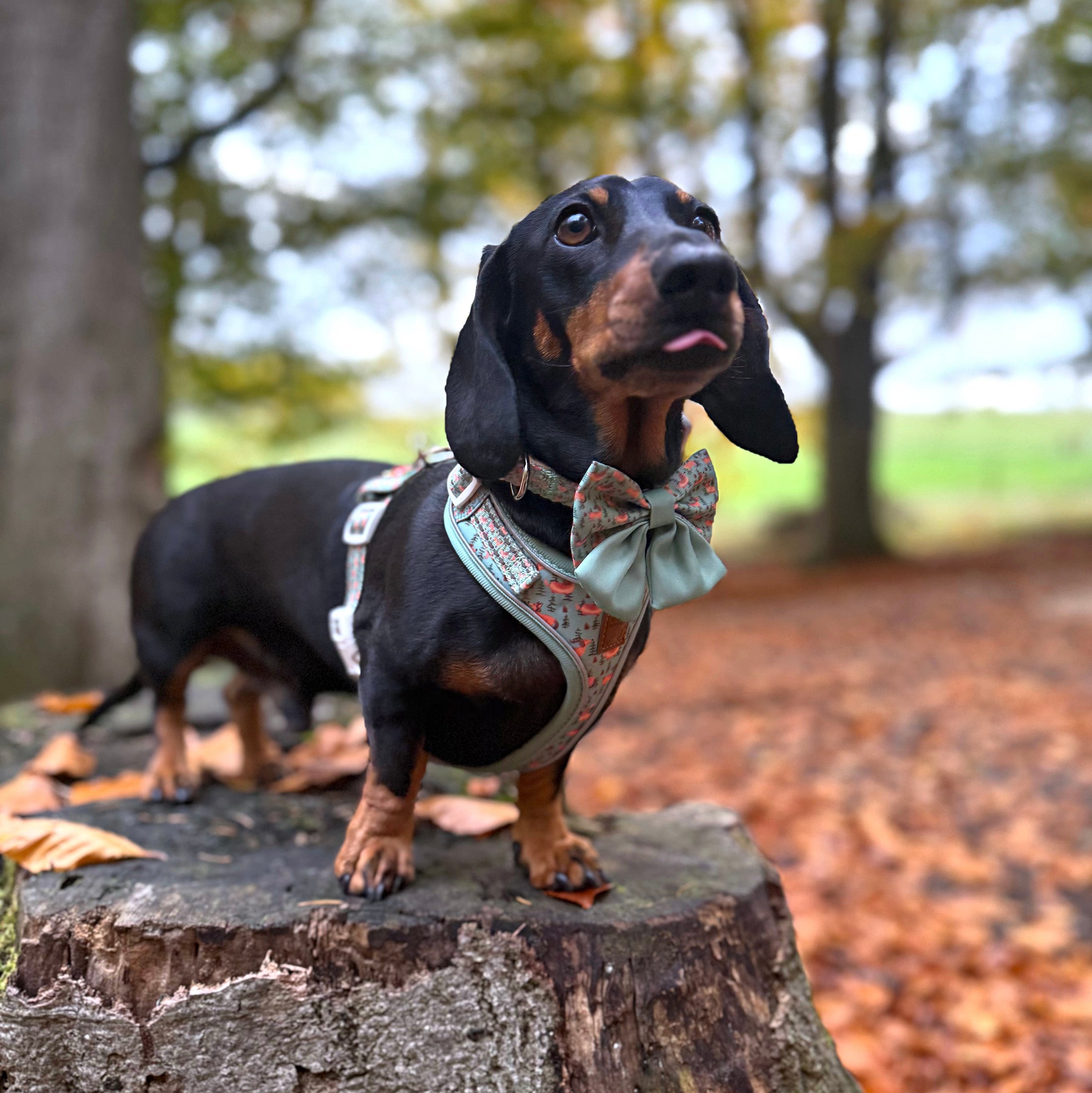 Woodland Weens Christmas Dachshund Sailor Bow Tie