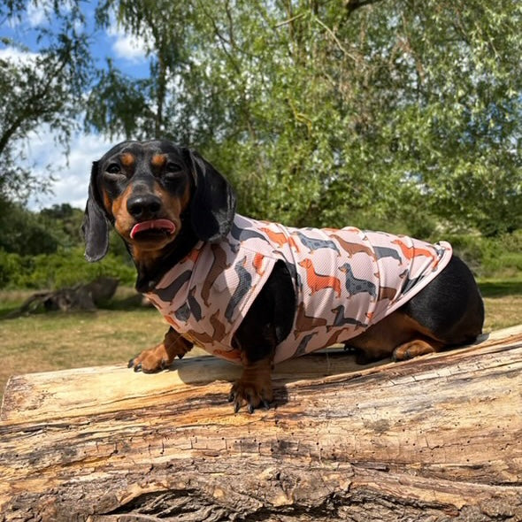 Beige Sausage Dog DoxieCool Dachshund Cooling Tee +30 Sun Protection Dog Vest