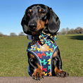 Load image into Gallery viewer, Navy Balloon Dog Dachshund Anti-Rub Harness
