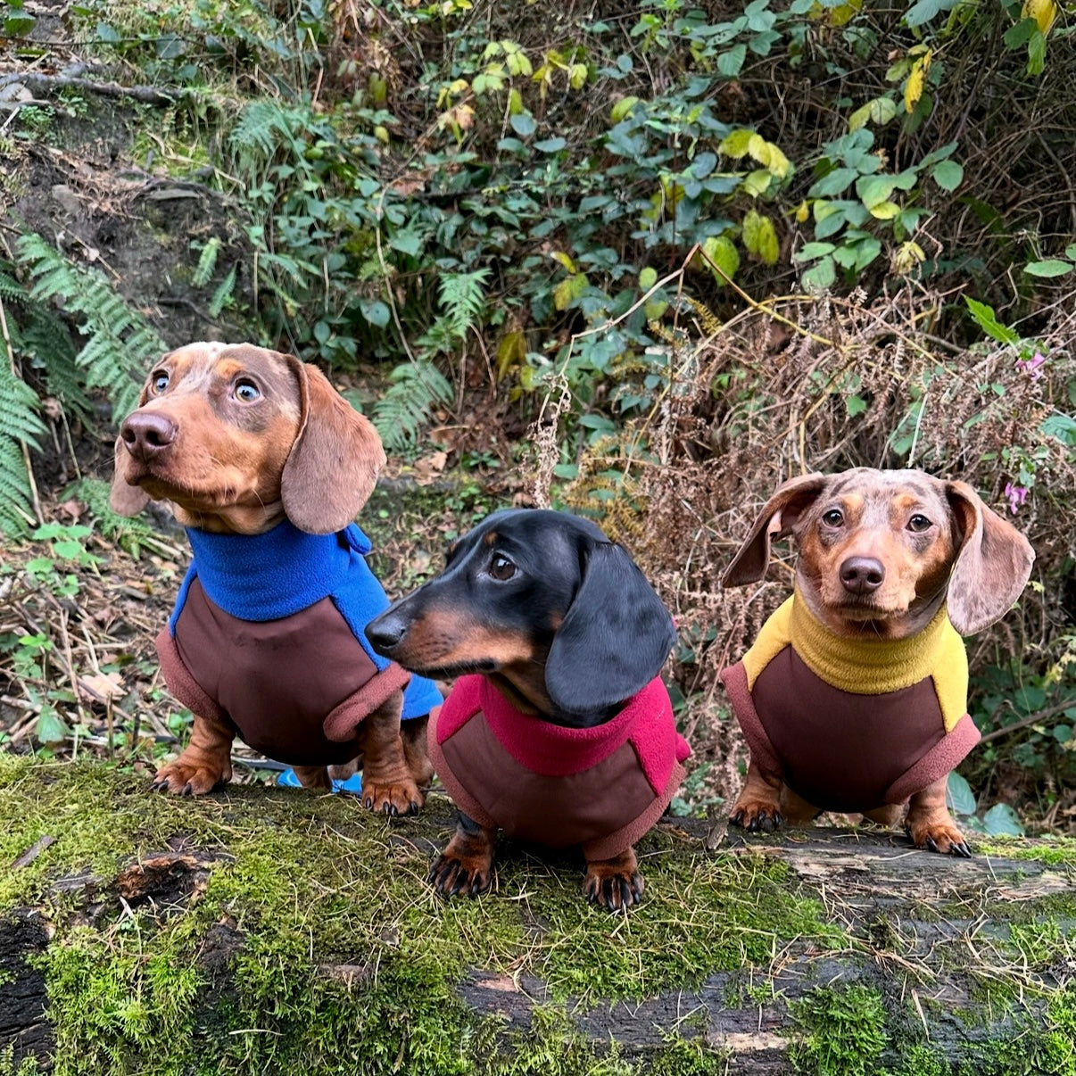 Golden Acorn Waterproof Dachshund Harness Fleece | Sausage Dog Box DoxieDri