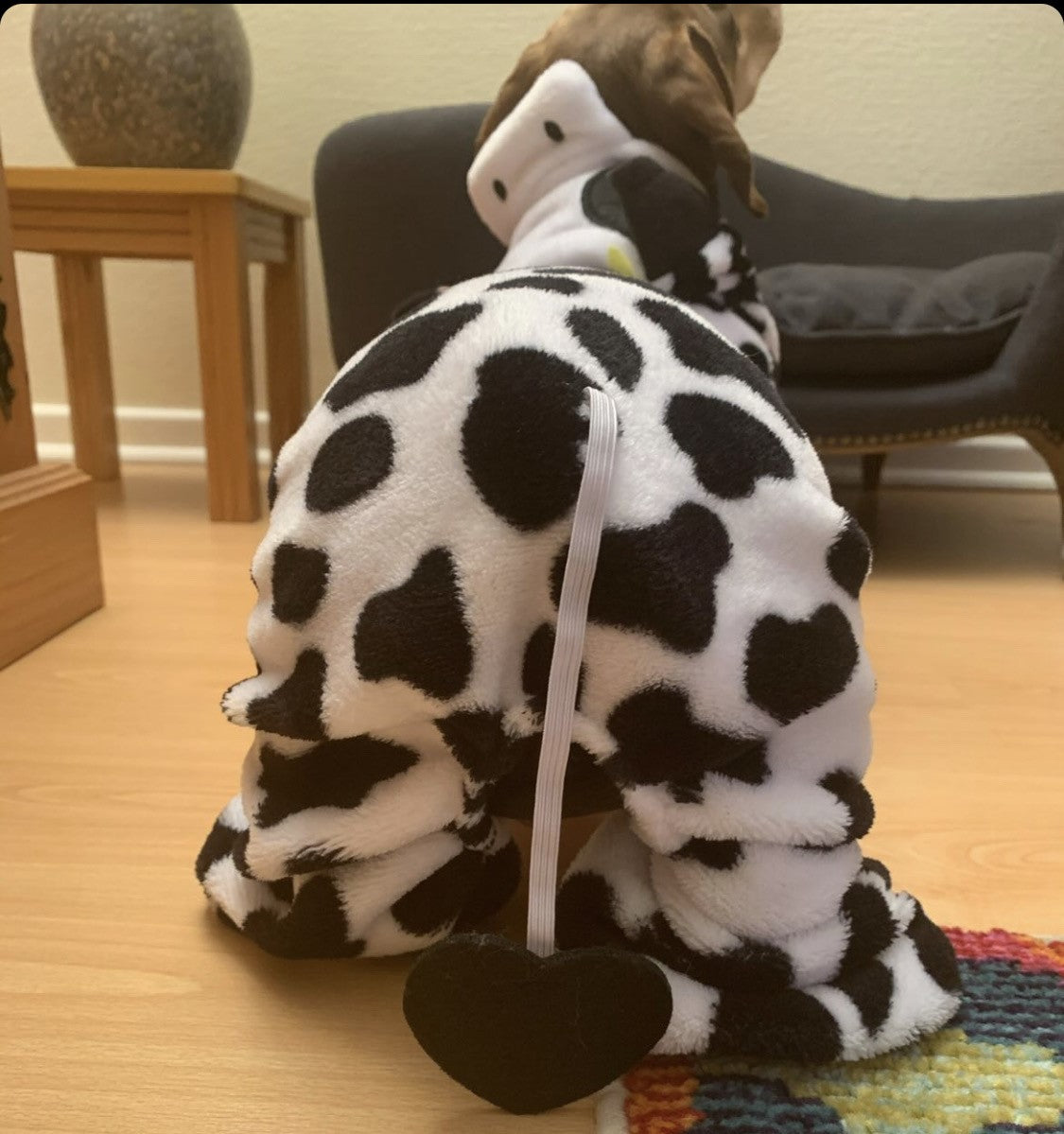 CLEARANCE - Sausage Dog Box, Dachshund Cute Cow Outfit