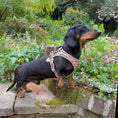 Load image into Gallery viewer, Doxie StepMag Step-in Magnetic Dachshund Harness - Sophisticated Sausage
