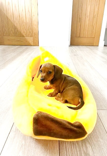 Sausage Dog Box Banana Cave Bed - SMALL
