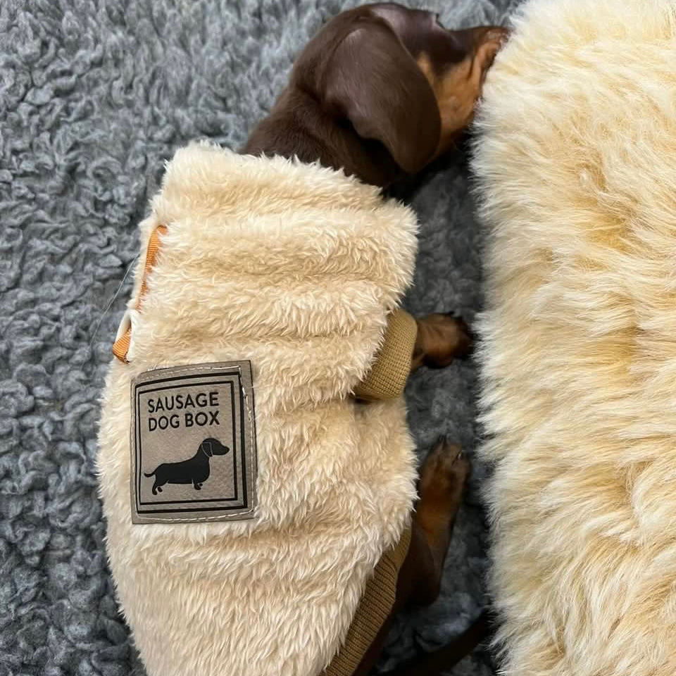 XXS Tiny Puppy Snuggle Dachshund Fleece - 20cm / 8inch Back | Sausage Dog Box