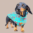 Load image into Gallery viewer, Top Dog Teal Circus Dachshund Fleece Jumper / Sweater | Sausage Dog Box
