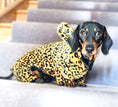 Load image into Gallery viewer, CLEARANCE - Sausage Dog Box Dachshund Cheetah Outfit
