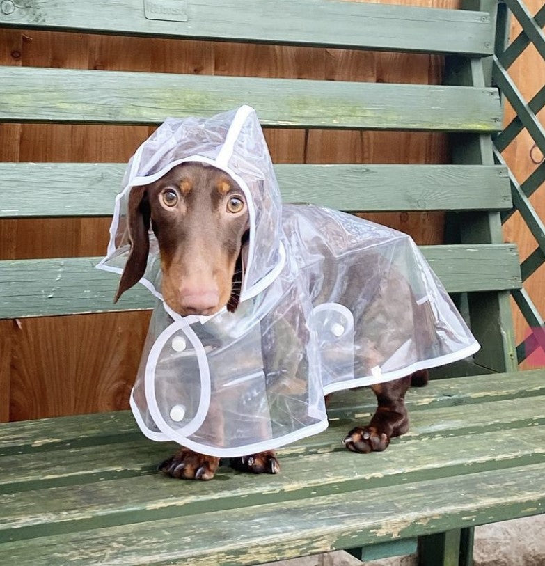 Dachshund Waterproof Rain Mac/Coat With Hood