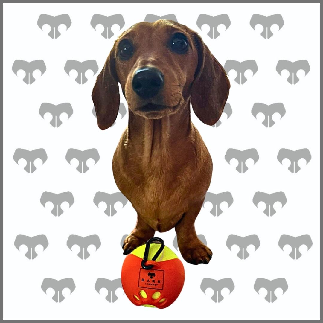 CLEARANCE - BARK AVENUE Tennis Ball Holder & Tennis Ball