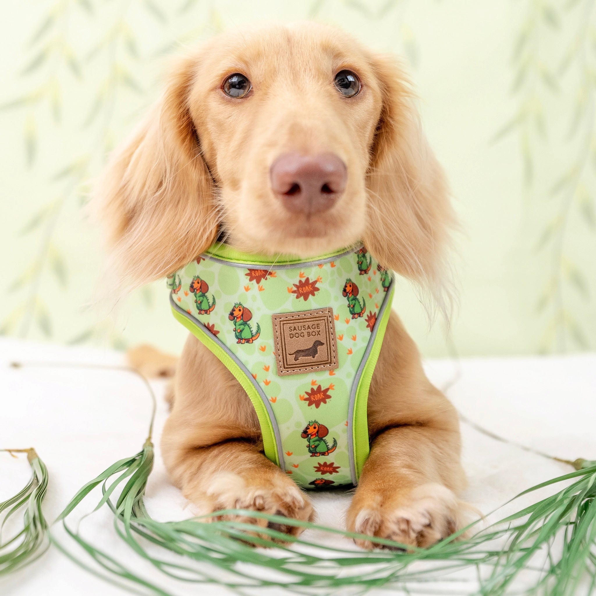 Weenie-Saurus Anti-Rub Dachshund Harness