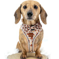 Load image into Gallery viewer, Honey Bear Cute Dachshund Bow Tie
