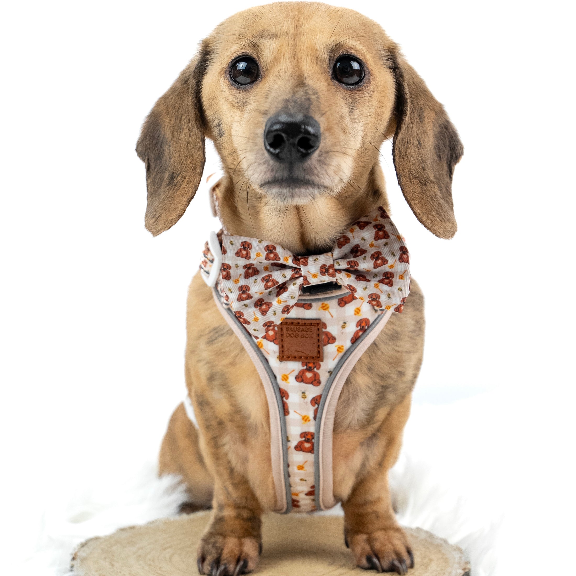 Honey Bear Cute Dachshund Bow Tie